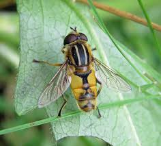 Attēlu rezultāti vaicājumam “Helophilus hybridus male”