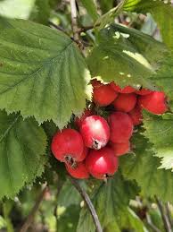 Attēlu rezultāti vaicājumam “Crataegus monogyna fruit”