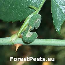 Attēlu rezultāti vaicājumam “Allantus cinctus”