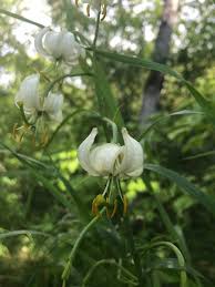 Image result for Lilium martagon Alba
