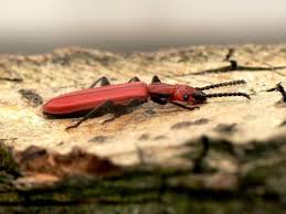 Attēlu rezultāti vaicājumam “Cucujus cinnaberinus”