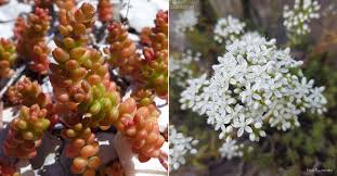 Attēlu rezultāti vaicājumam “Sedum album bud”