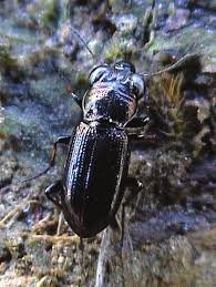 Attēlu rezultāti vaicājumam “Notiophilus germinyi”