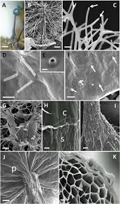Attēlu rezultāti vaicājumam “Colloderma oculatum plasmodium”