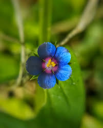 Image result for Anagallis arvensis