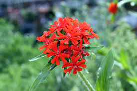 Image result for Lychnis chalcedonica `Dusky Salmon`