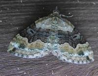 Attēlu rezultāti vaicājumam “Xanthorhoe quadrifasiata”