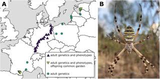 Attēlu rezultāti vaicājumam “Argiope bruennichi female”