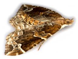 Attēlu rezultāti vaicājumam “Eulithis prunata”