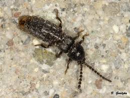 Attēlu rezultāti vaicājumam “Phosphaenus hemipterus male”