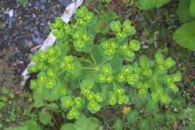 Attēlu rezultāti vaicājumam “Euphorbia helioscopia”