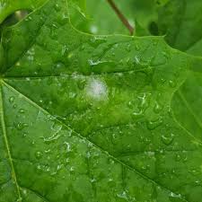 Attēlu rezultāti vaicājumam “Sawadaea tulasnei”