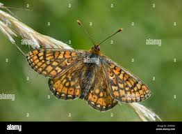 Attēlu rezultāti vaicājumam “Euphydrias aurinia underside”
