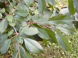Attēlu rezultāti vaicājumam “Padus avium leaf”