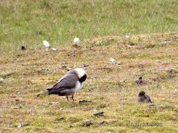 Attēlu rezultāti vaicājumam “Stercorarius parasiticus adult”