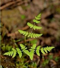 Attēlu rezultāti vaicājumam “Gymnocarpium robertianum”
