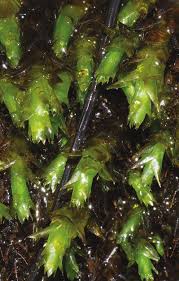 Attēlu rezultāti vaicājumam “Platyhypnidium riparioides”