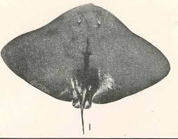 Image result for Gymnura micrura