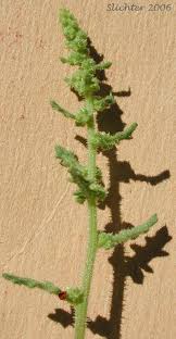 Image result for Chenopodium botrys