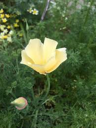 Attēlu rezultāti vaicājumam “Eschscholzia californica flower”