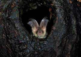 Attēlu rezultāti vaicājumam “Plecotus auritus”