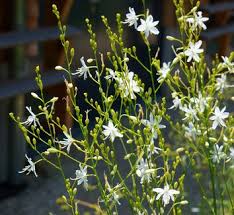 Attēlu rezultāti vaicājumam “Anthericum ramosum”