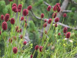 Attēlu rezultāti vaicājumam “Sanguisorba officinalis”
