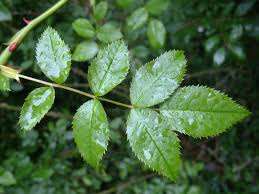 Attēlu rezultāti vaicājumam “Rosa subcanina leaf”