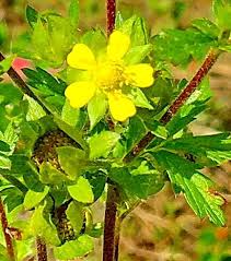 Attēlu rezultāti vaicājumam “Potentilla norvegica flower”