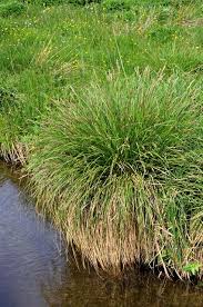 Attēlu rezultāti vaicājumam “Carex paniculata”
