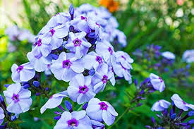Attēlu rezultāti vaicājumam “Phlox paniculata”