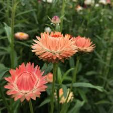 Image result for Helichrysum bracteatum