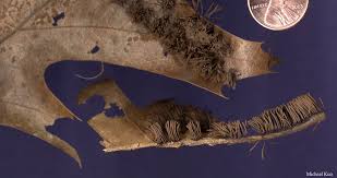 Attēlu rezultāti vaicājumam “Stemonitis herbatica spores”