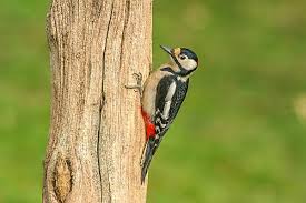Attēlu rezultāti vaicājumam “Dendrocopos major male”