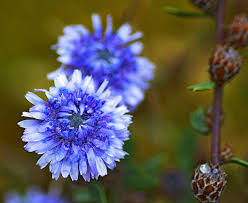 Attēlu rezultāti vaicājumam “Plantaginaceae”