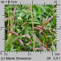 Attēlu rezultāti vaicājumam “Atrichum flavisetum”