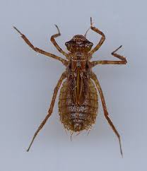 Attēlu rezultāti vaicājumam “Cordulidae”