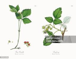 Attēlu rezultāti vaicājumam “Rubus saxatilis leaf”
