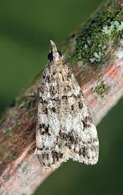 Attēlu rezultāti vaicājumam “Eudonia lacustrata”