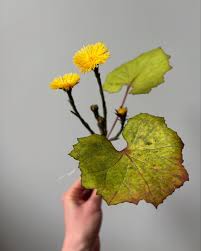 Attēlu rezultāti vaicājumam “Tussilago farfara flower”