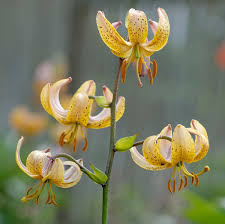 Image result for Lilium martagon `Manitoba Fox`