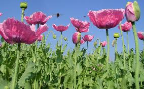 Image result for Mohn