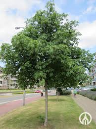 Attēlu rezultāti vaicājumam “Aesculus flava”