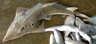 Image result for Rhynchobatus australiae