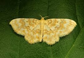 Attēlu rezultāti vaicājumam “Hydrelia flammeolaria”