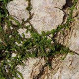 Attēlu rezultāti vaicājumam “Leskea polycarpa”