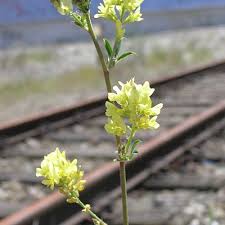 Attēlu rezultāti vaicājumam “Medicago x varia  leaf”