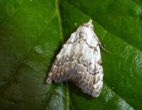 Attēlu rezultāti vaicājumam “Nola confusalis”