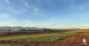 Image result for van vuuren theron