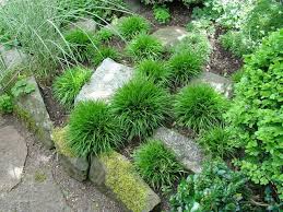 Attēlu rezultāti vaicājumam “Luzula pilosa fruit”